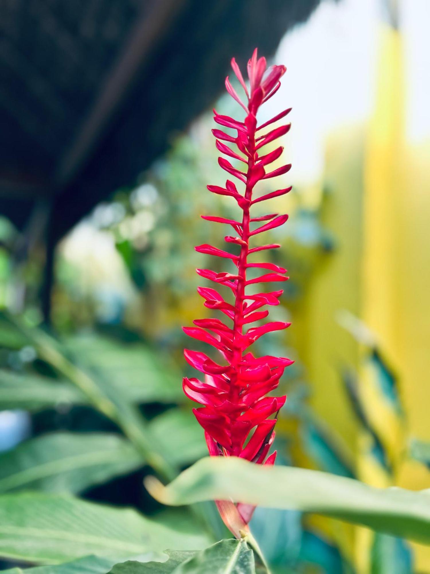 Pousada Velha Boipeba Luaran gambar